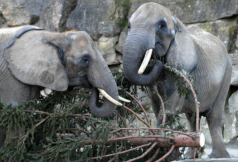 Elefanten futtern Schönbrunns Weihnachtsbaum