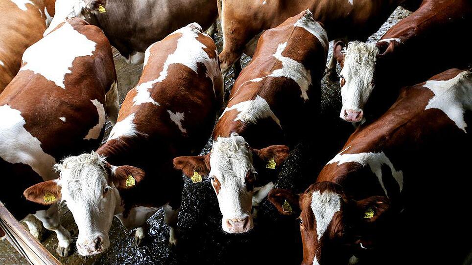Gmundner-Milch-Bauern empört: "Die sollen in ihrem Betrieb sparen"