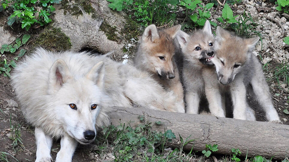 Drei Polarwolf-Welpen im Zoo Salzburg