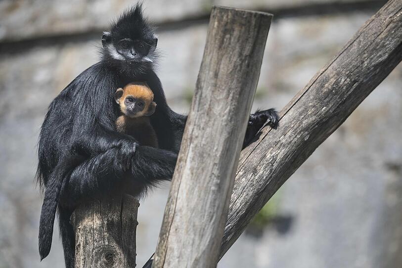 "Außergewöhnliche Geburt": Freude über Affen-Nachwuchs in Frankreich