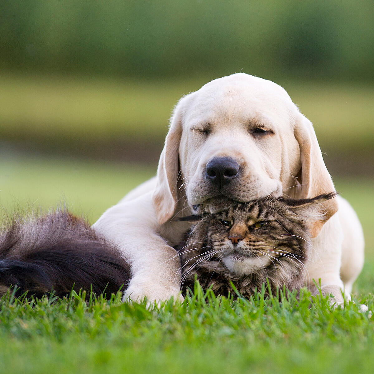 Hund oder Katze: Um welches Haustier sich Besitzer besser kümmern