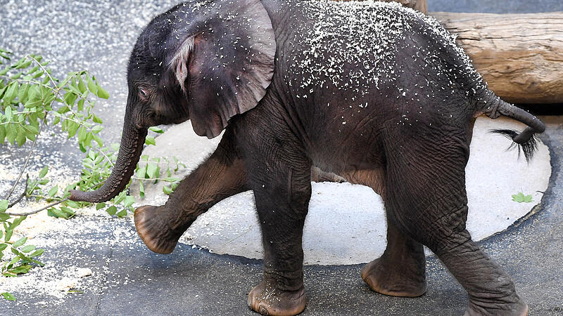 Schönbrunner Elefantenbaby bezaubert Besucher