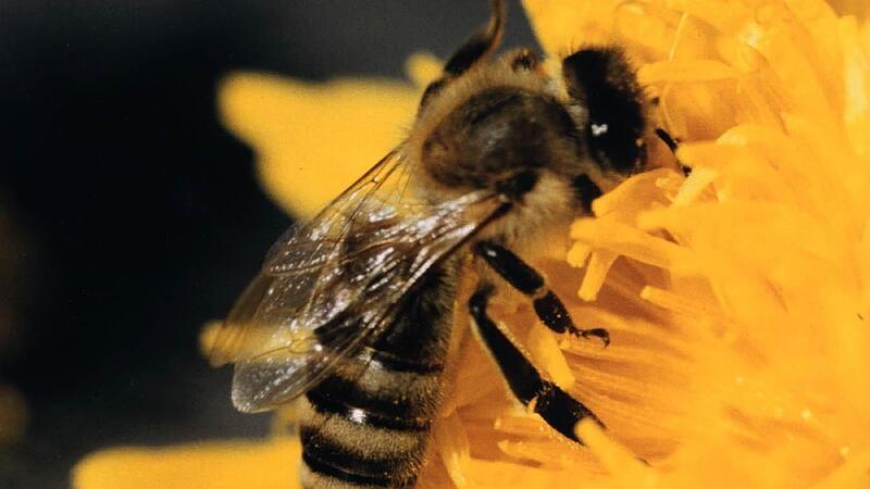 Bienen im Wohngebiet: Lösung für Frühjahr in Sicht