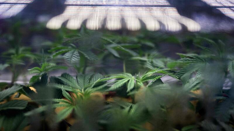 Cannabis-Plantage auf Dachboden