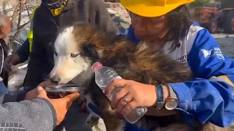 Dog rescued three weeks after earthquake in Turkey