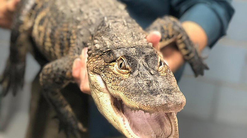 US-Polizei warnt vor Alligatoren im Drogenrausch