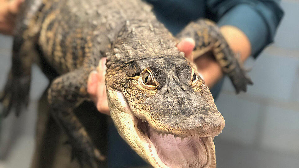 US-Polizei warnt vor Alligatoren im Drogenrausch
