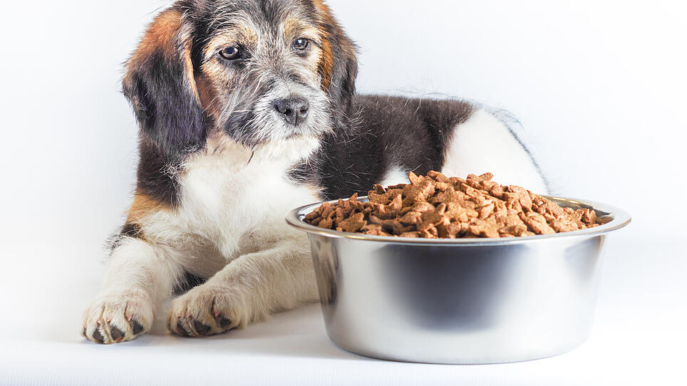 Nahrung für ältere Hunde: Schlechte Noten