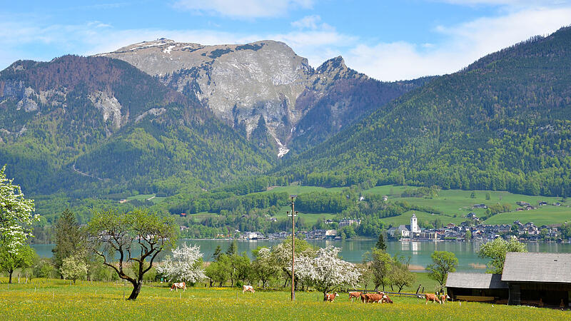 Frühling in Sankt Wolfgang am Wolfgangsee, Bezirk Gmunden, Salz