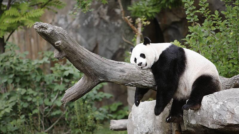 China: Riesiger Nationalpark für Pandas geplant