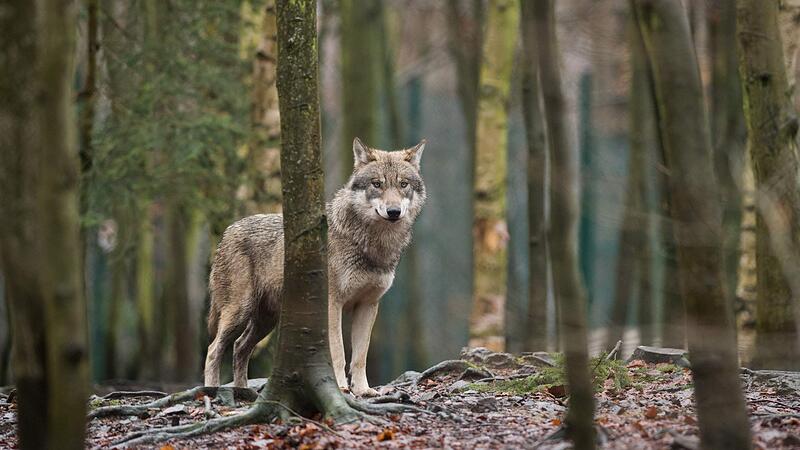 Unterschriftenlisten gegen den Wolf: "Wir haben Angst um unsere Kinder"