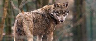 DNA-Test bestätigt Wolfsangriff