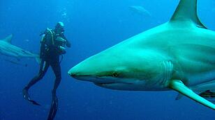Mühlviertler starb nach Hai-Angriff in Südafrika