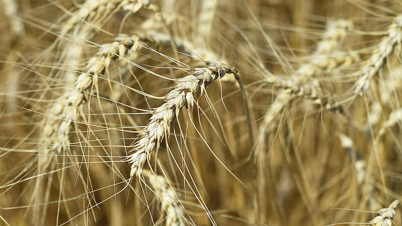 Kühler und nasser Mai rettete heimische Getreideernte