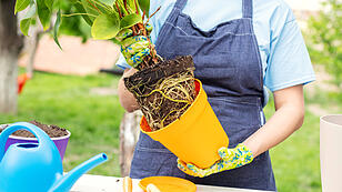 Woman in apron is transplanting plant into new pot outdoors