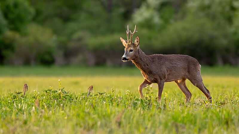 Roe deer, capreolus capreolus, buck in spring time at sunset.