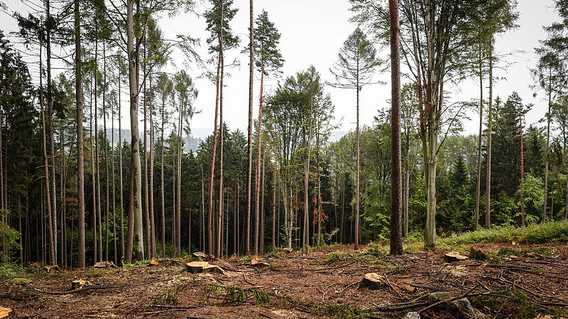Robust und vielseitig einsetzbar: Die Tanne feiert in den heimischen Wäldern ein Comeback