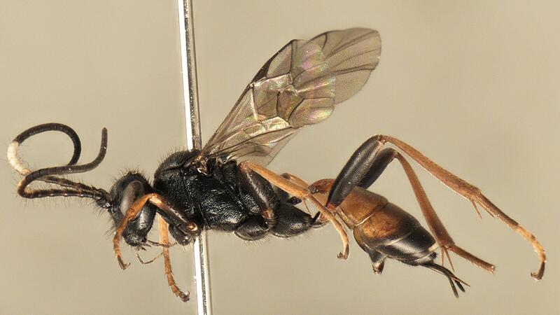 Biologiestudent entdeckte "neue" Insektenart