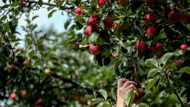 Gute Ernte erfreut die heimischen Apfelbauern