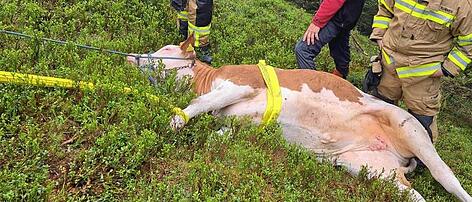 Kuh "Wolli" aus steilem Gelände gerettet