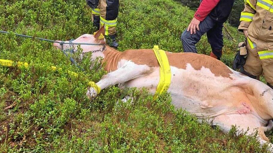 Kuh "Wolli" aus steilem Gelände gerettet