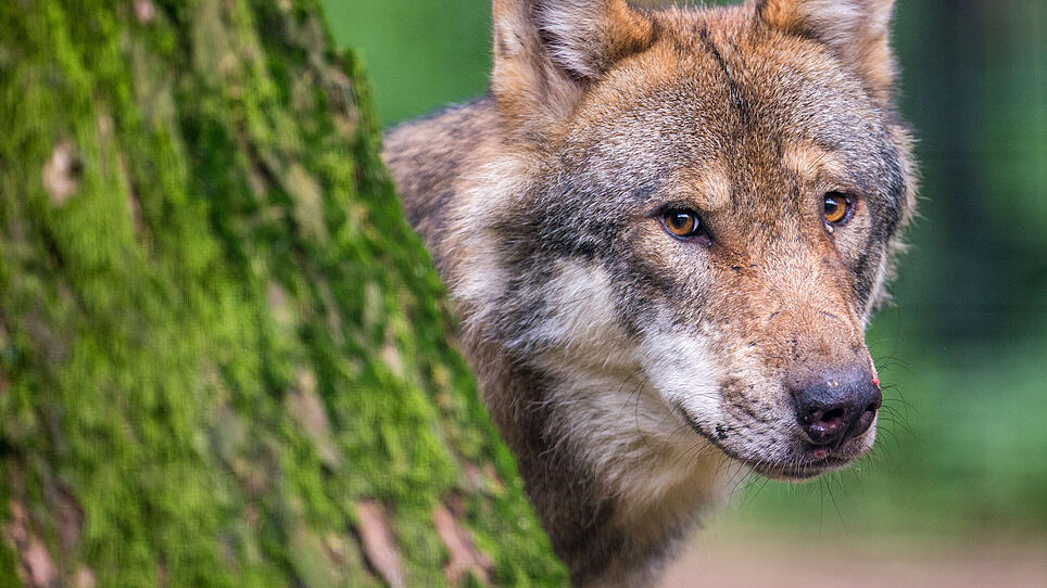 Kritik an neuer Wolfsverordnung heizt Debatte an