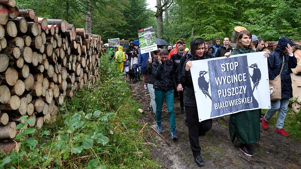 Abholzung von Urwald in Polen war illegal