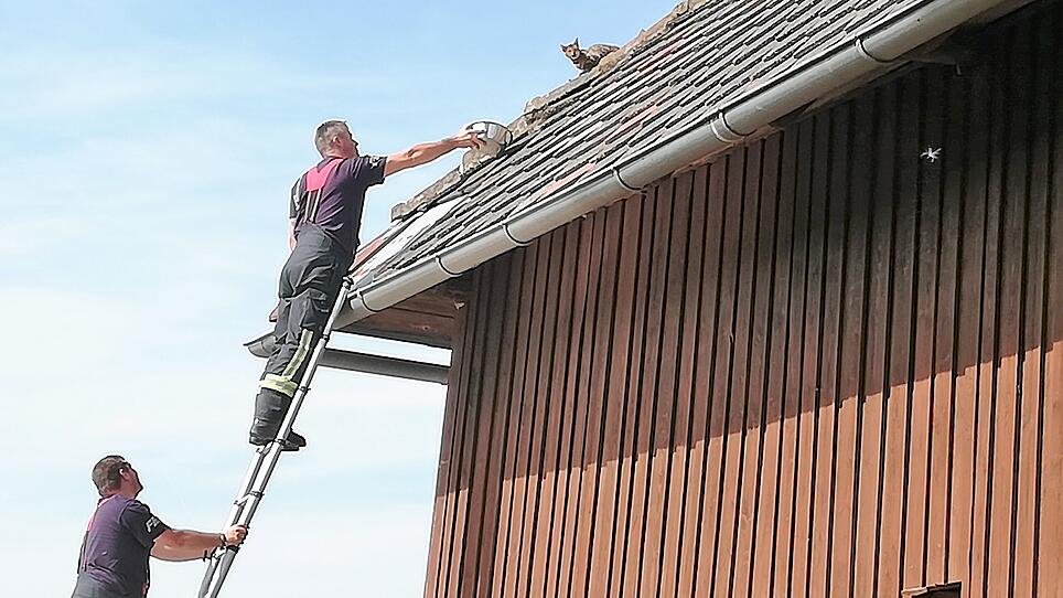 Feuerwehr rettete Katze von einem Hausdach