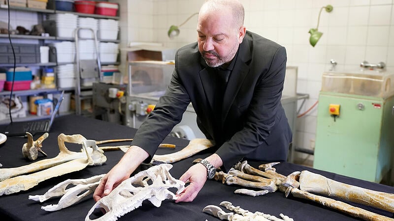 Kopfloser Saurier erhält Knochen aus 3D-Drucker