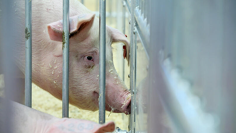 Trotz Hochpreisphase: Verunsicherung der Schweinebauern wird nicht geringer