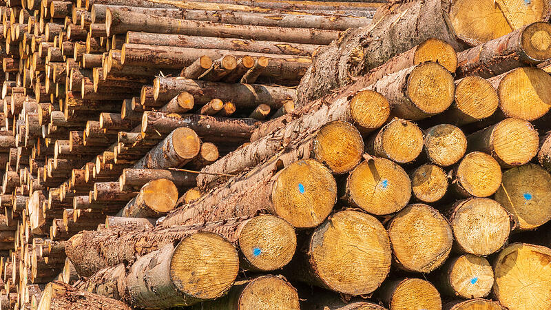 Holzlagerplatz für Baumstämme