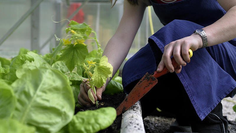 Ein Gruß vom Frühling: So lässt sich Gemüse daheim anpflanzen