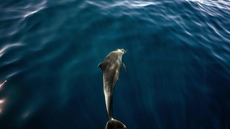 Delfin vor der Küste Brasiliens