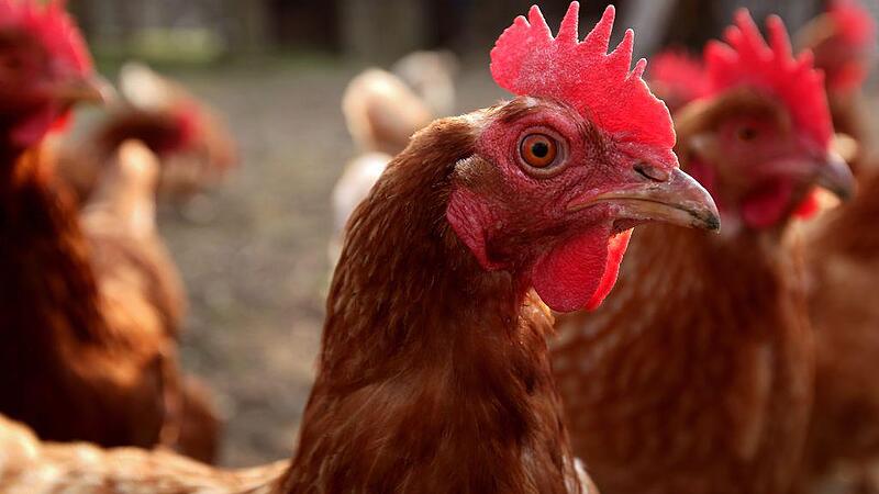 Veto vom Land für Groß-Hühnerstall: "Froh, dass wir nicht ignoriert wurden"