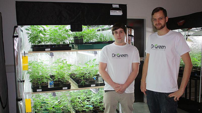 In einem Schärdinger Shop gibt es jetzt ganz legal Cannabispflanzen zu kaufen