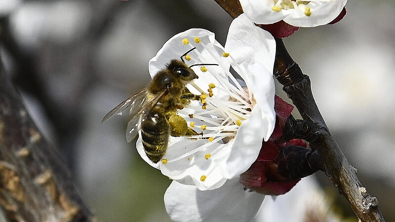 Das Hin und Her des Wetters macht den Bienen zu schaffen