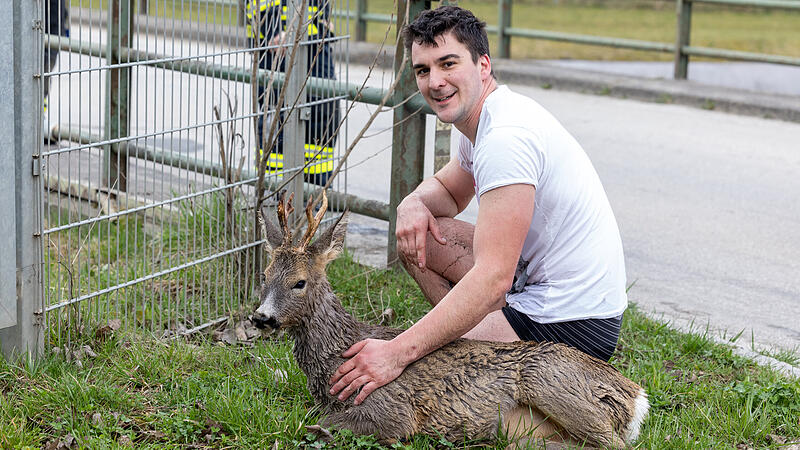 Firefighter took off clothes to save deer from Ennskanal