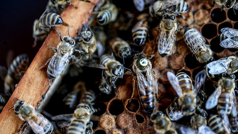Bienen: Heuer weniger Verluste