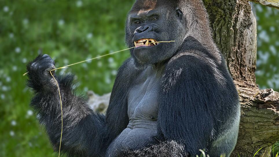 Zahnpflege Gorillas