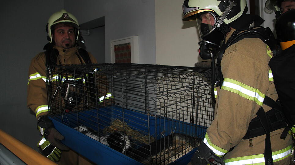 Katze und Kaninchen aus brennender Wohnung gerettet