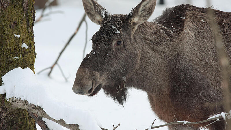Spuren im Schnee: Welche Tiere im Winter nach Oberösterreich wandern