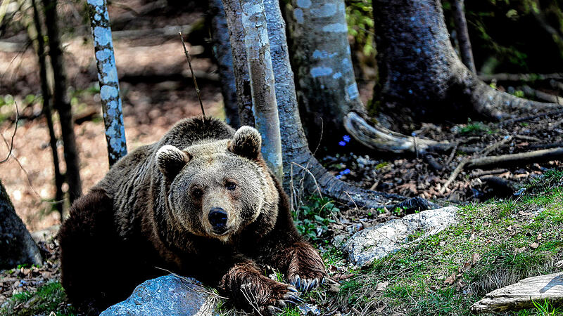 Forester and hunter injured in brown bear attack