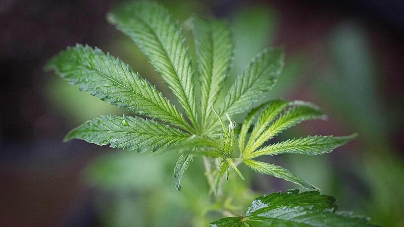THC-Cannabisarznei hilft älteren Schmerzpatienten