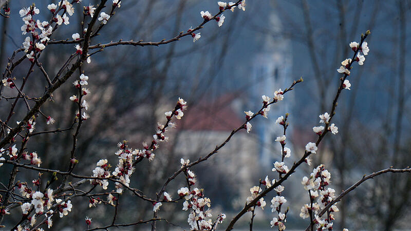The apricot blossom in the Wachau has started early