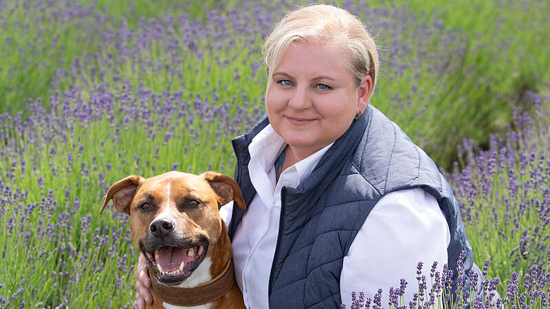 American Staffordshire Terrier: Ist die Angst vor diesen Hunden gerechtfertigt?