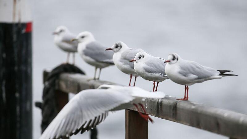 Tote Möwe in Gmunden: Jetzt hat die Vogelgrippe Oberösterreich erreicht