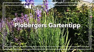Plobergers Gartentipp: Sommerbilanz 2021