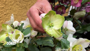 Plobergers Gartentipp: Blütenstars gegen Winterblues