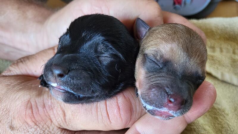 After being rescued from a dungeon in Ansfelden: the dog gave birth to eleven puppies
