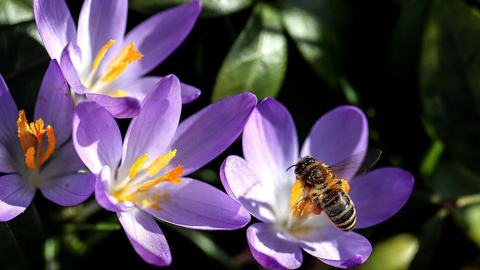 Naturpark widmet sich heuer verstärkt dem Bienenschutz und Klimawandel